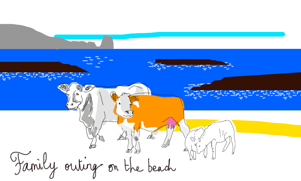 cows at the beach